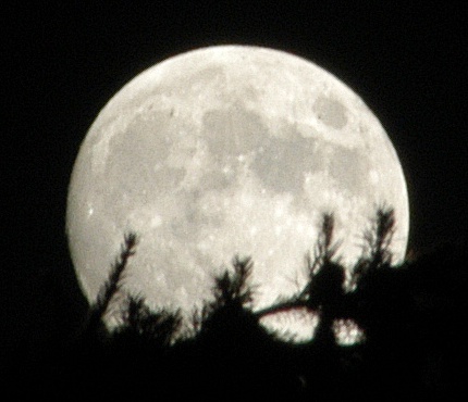 Mond hinter Tanne - geschrft