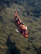 Goldfisch