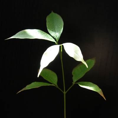 Litschi (oder Lychee oder Laichi oder 荔)