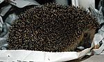 Igel